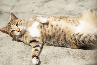 High angle view of cat resting on footpath