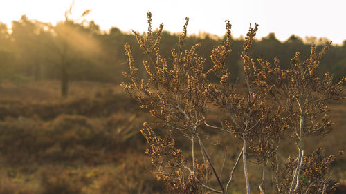 Close-up of stalks on field against sky during sunset