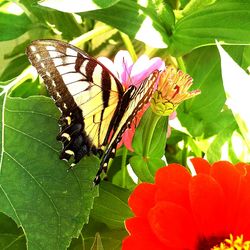 Close-up of butterfly on flower