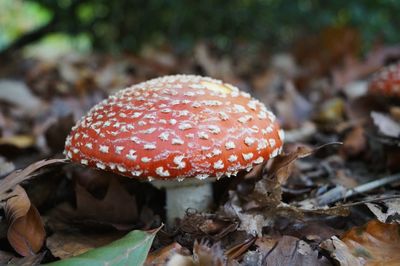 Close-up of fly agaric mushroom on field