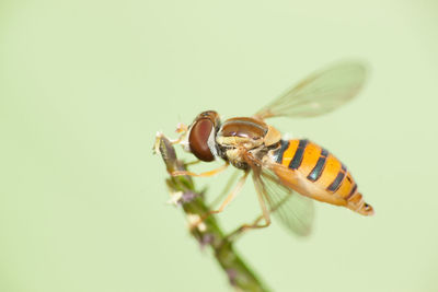 Close-up of insect on leaf