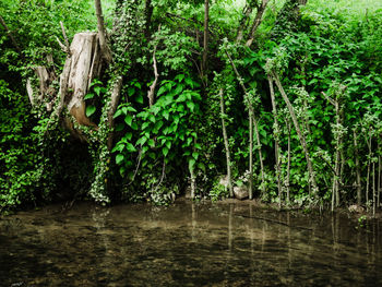 Scenic view of waterfall in forest