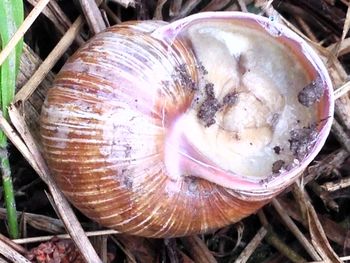 Close-up of snail