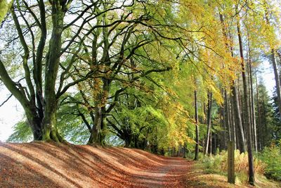 Dirt road passing through forest