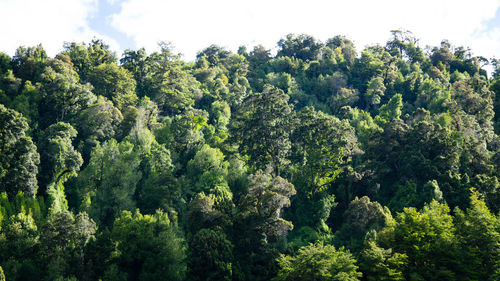 Panoramic view of trees and plants in forest