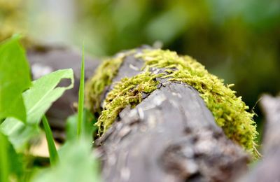 Close-up of moss growing on plant