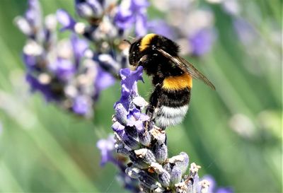 Close-up of bee pollinating on purple flower