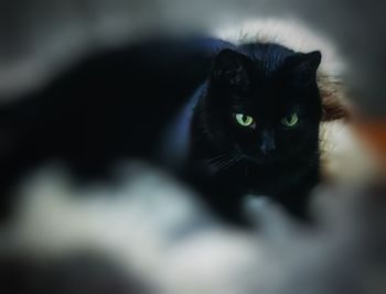 Portrait of black cat sitting on floor