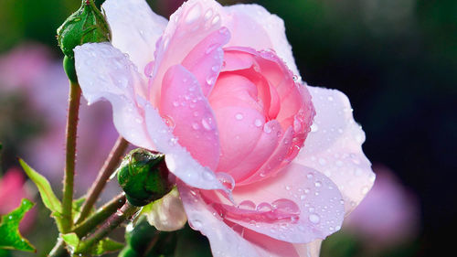 Close-up of wet pink rose