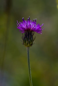 Close-up of thistle flower