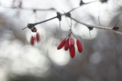 Close-up of red berries hanging on tree