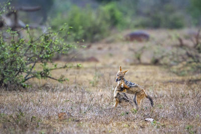 View of dog on land