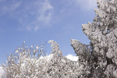 Low angle view of trees against sky