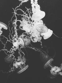 Close-up of jellyfish against black background