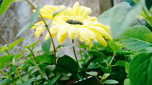 Close-up of flowers blooming outdoors