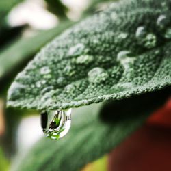 Close-up of raindrops on leaves