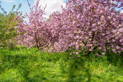 Close-up of pink flowers on tree