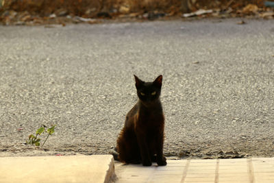 Portrait of cat sitting on sidewalk in city