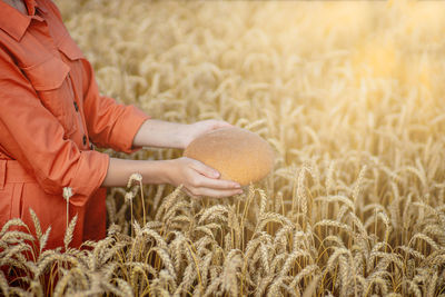 Midsection of woman holding wheat field