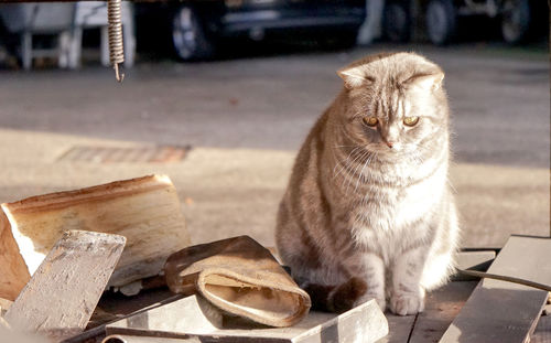 Close-up of cat sitting on wood