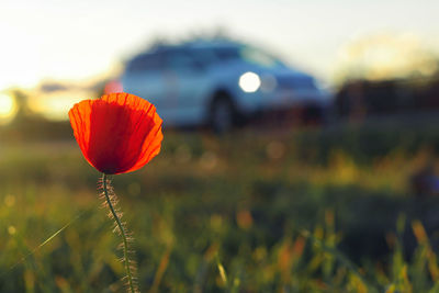 Close-up of red poppy flower on field