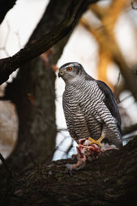 Close-up of bird perching on branch