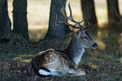 Stag resting on field