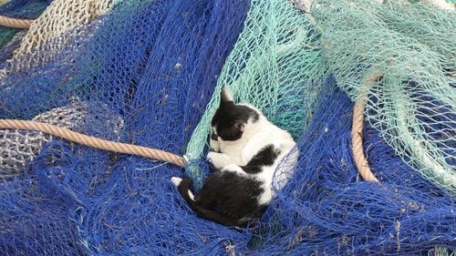 Cozy hanging out in the fisherman's net in the warm sun