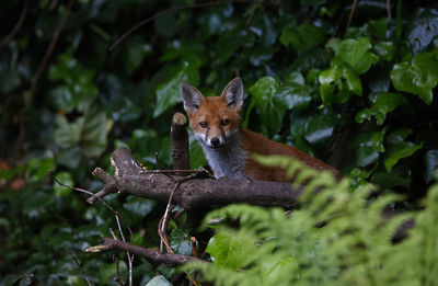 Urban fox cubs emerging from their den and exploring the garden