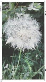 Close-up of dandelion flower