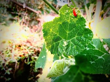 Close-up of ladybug on plant