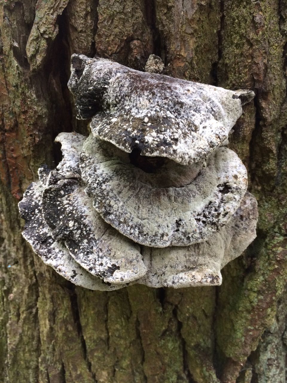 close-up, tree, plant, textured, tree trunk, trunk, no people, day, nature, art and craft, rock, solid, rough, fungus, sculpture, focus on foreground, growth, outdoors, mushroom, vegetable