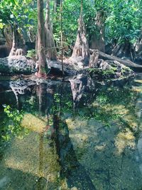 Trees by lake in forest