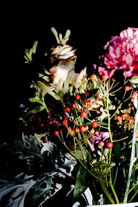 Close-up of flowers at night