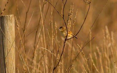 Close-up of bird perching on plant