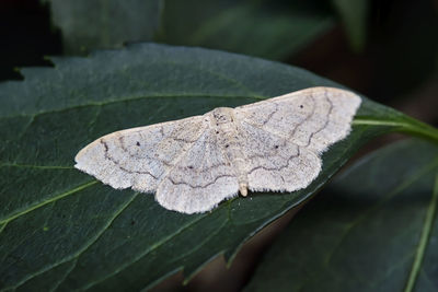 High angle view of butterfly on leaves