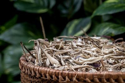 Close-up of dried leaves in basket