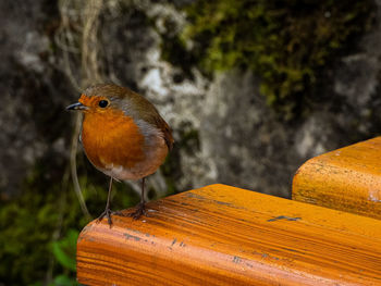 Close-up of bird perching on wood
