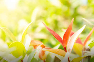 Close-up of flowering plant