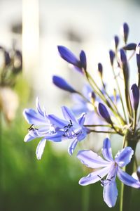 Close-up of purple flowering plant