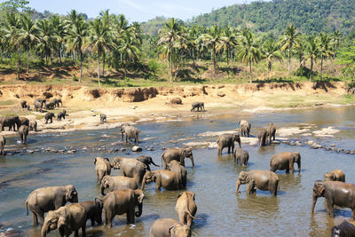 Elephants taking bath in a river, pinnawala elephant orphanage, sri lanka