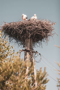 Low angle view of birds perching on nest against sky