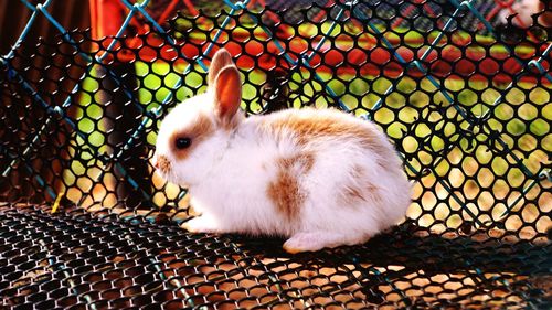 White rabbit ball in the cage