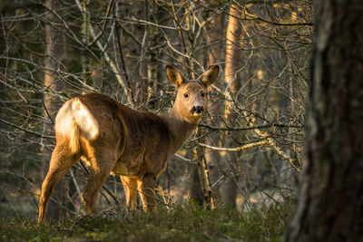 Portrait of roe deer standing in forest