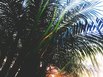 Low angle view of palm tree against sky