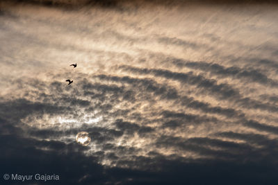 Low angle view of birds flying in sky