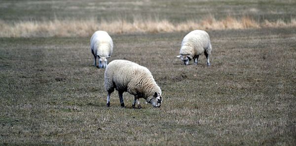 Sheep grazing on grassy field