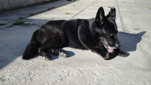 Dog yawning
