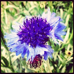 Close-up of purple flowers blooming