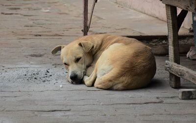 Dog sleeping on wood